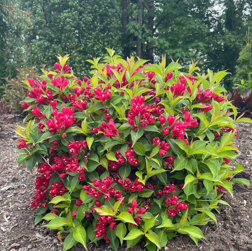 Slingco 1 Crimson Kisses® Weigela