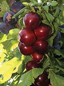 Nadia Cherry-Plum