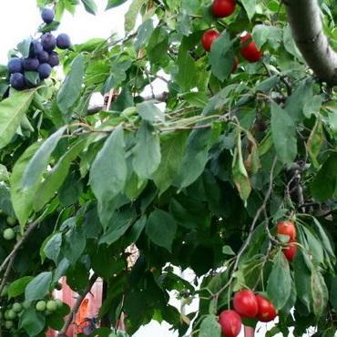 Combo Fruit Tree