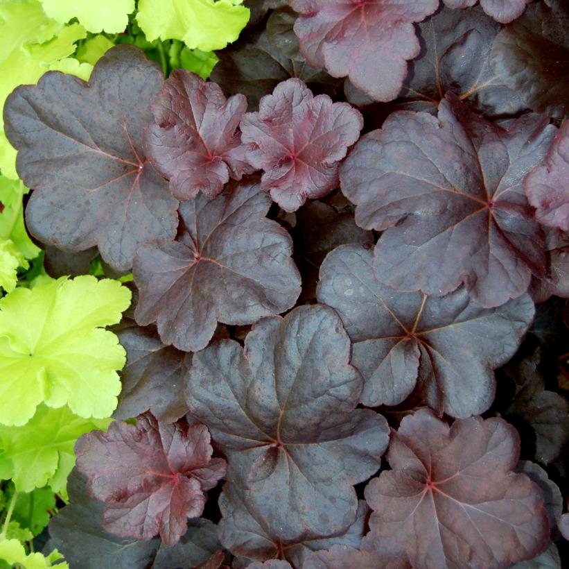 Obsidian Coral Bells, Alum Root