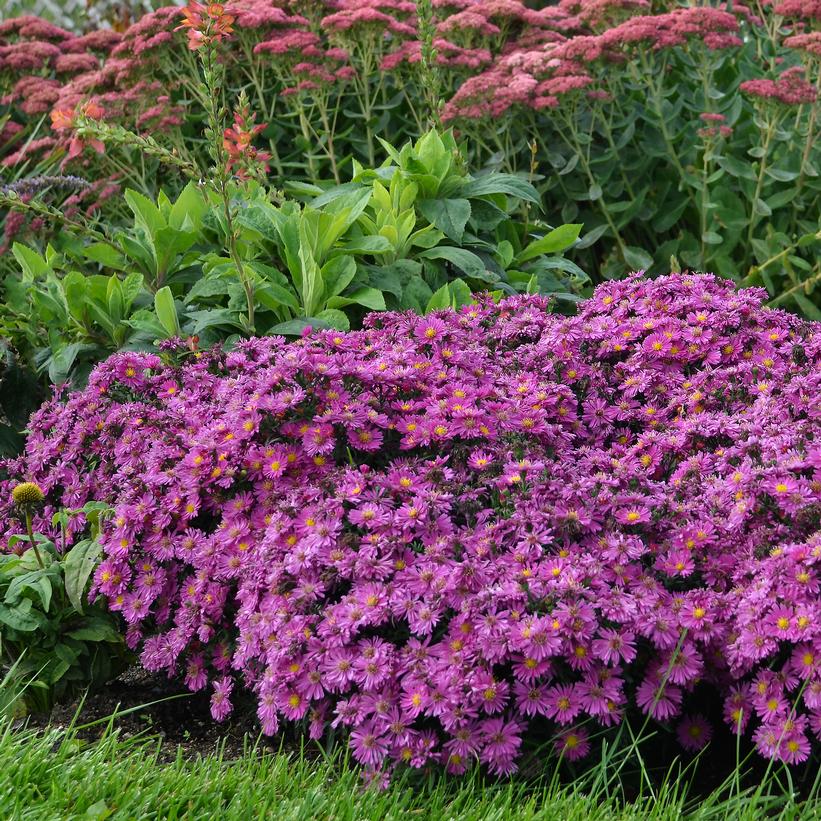 KICKIN® Carmine Red Aster, Fall Aster