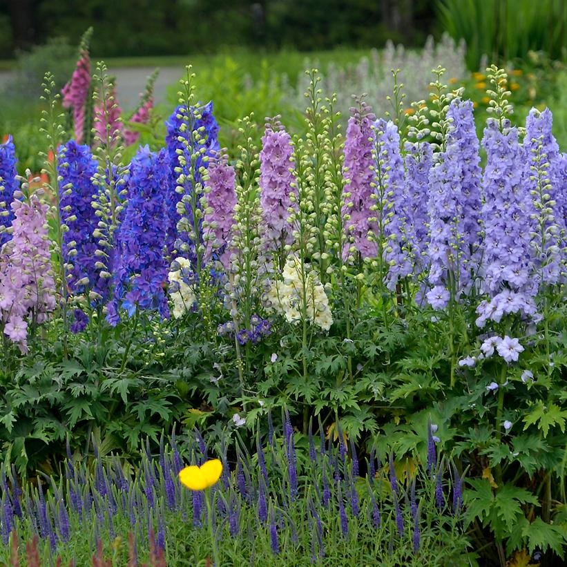 Mini Stars Larkspur