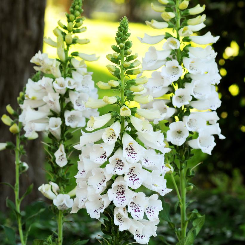 Dalmatian White Foxglove