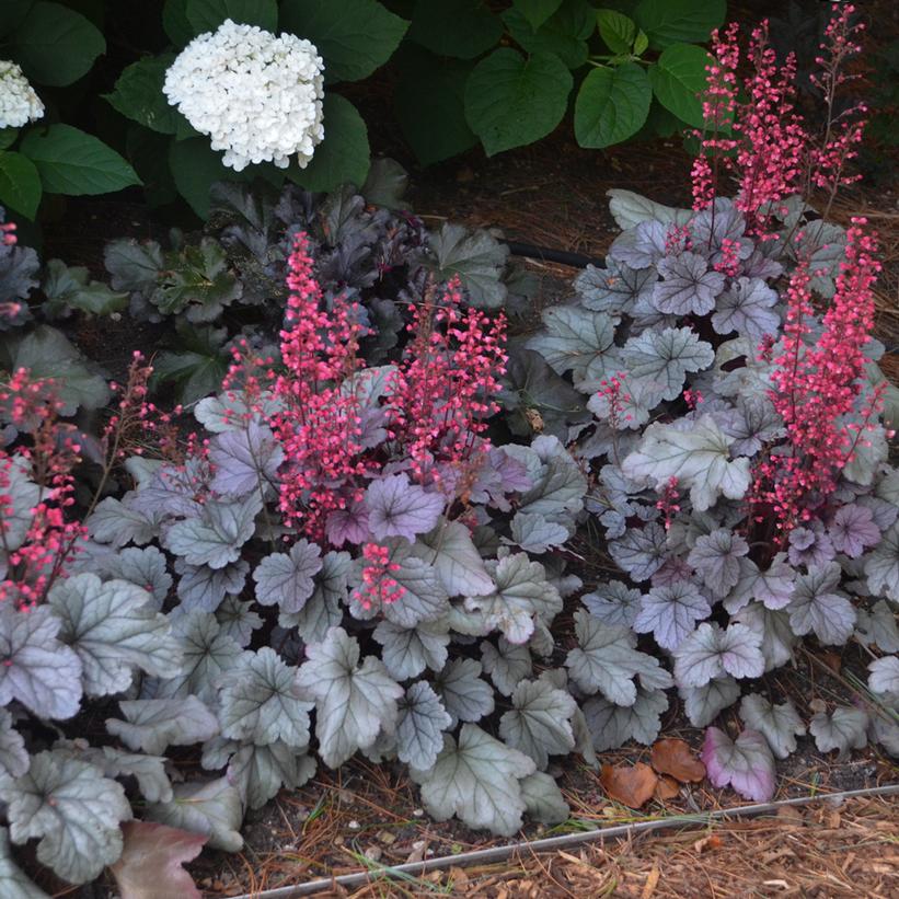 Coral Bells, Alum Root - Heuchera x &