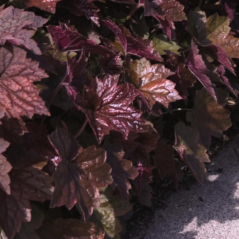 Palace Purple Coral Bells, Alum Root