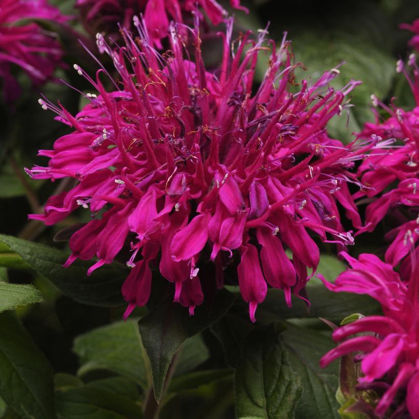 Balmy™ Purple Bee Balm, Bergamot