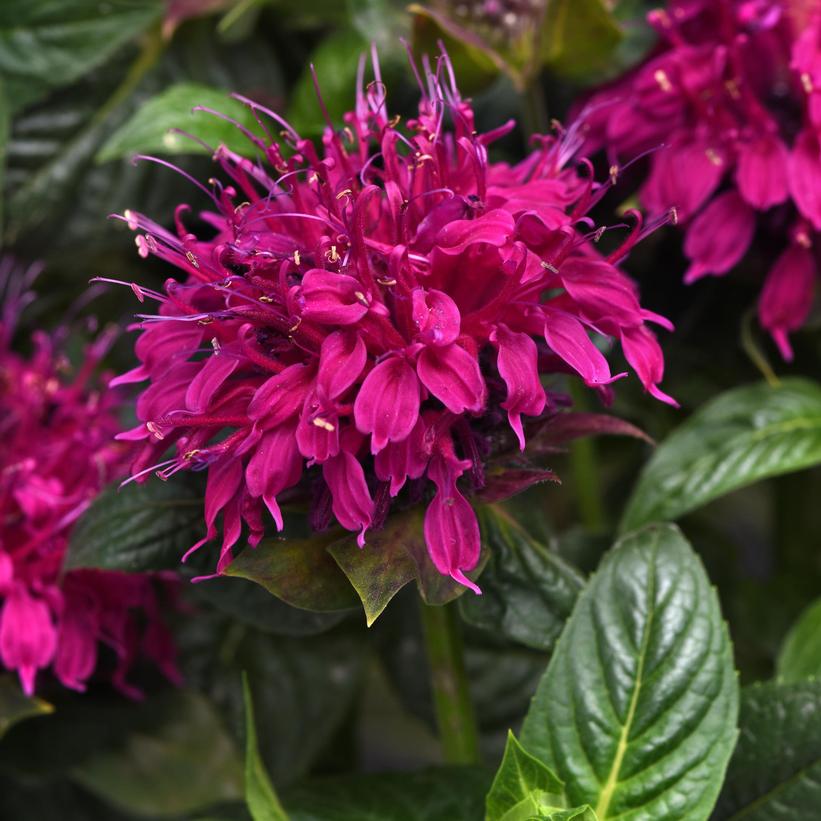 Balmy™ Rose Bee Balm, Bergamot