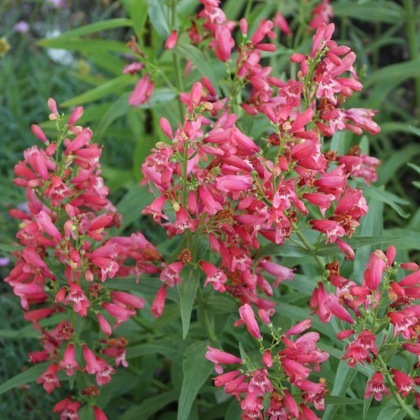 Red Riding Hood Beardtongue