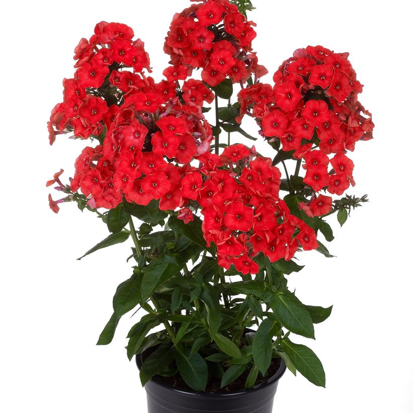Red Flame Phlox, Garden Phlox - Phlox paniculata &