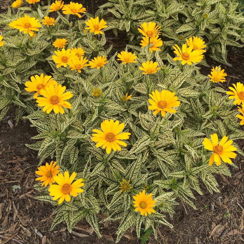 Sunstruck Sunflower, Variegated False Sunflower