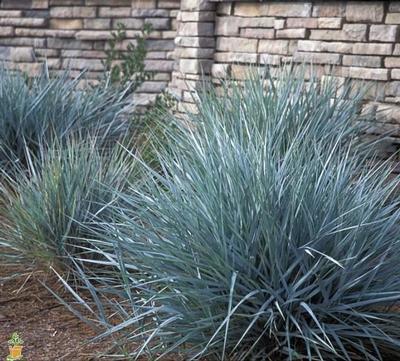 Blue Dune Lyme Grass