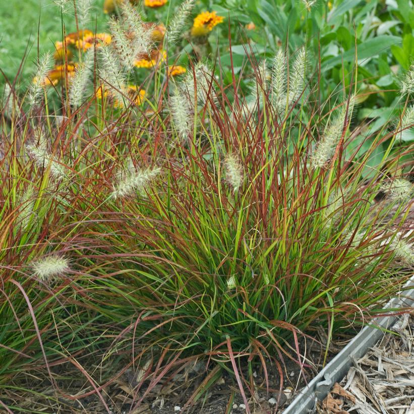Dwarf Fountain Grass, Burgundy Bunny Fountain Grass - Pennisetum alopecuroides &