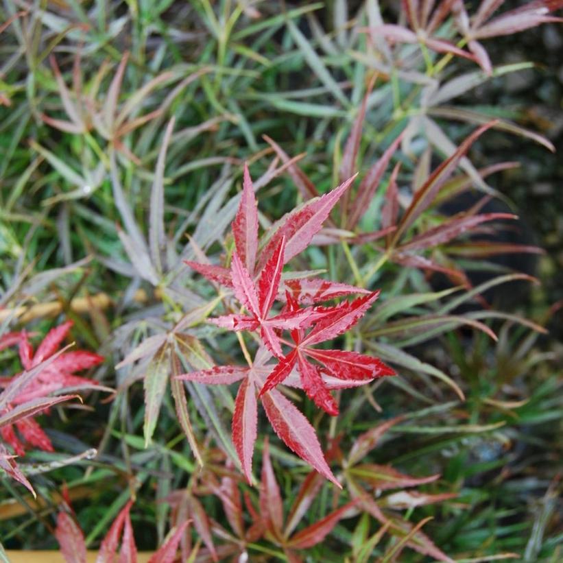 Red Pygmy Japanese Maple