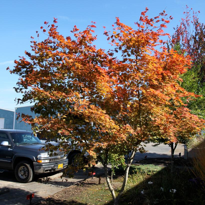 Hasselkus Northern Glow® Maple