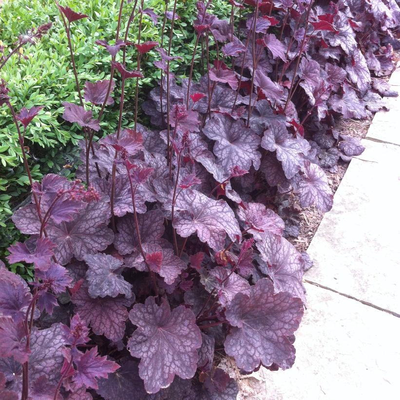 Plum Pudding Coral Bells, Alum Root