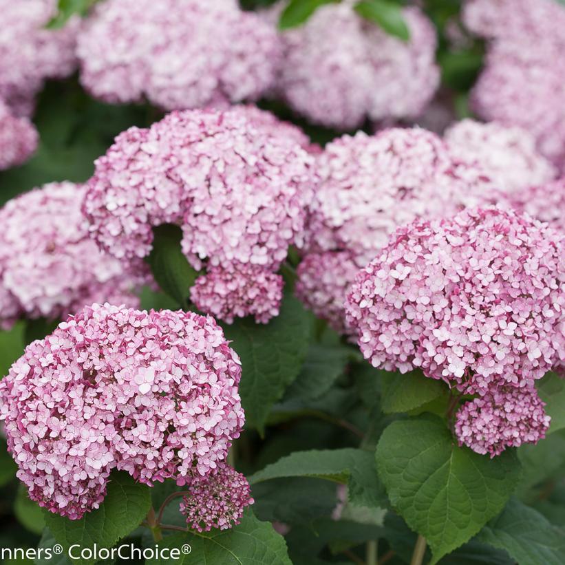 NCHA4 Incrediball® Blush Hydrangea