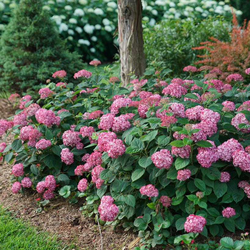 NCHA3 Invincibelle® Ruby Hydrangea