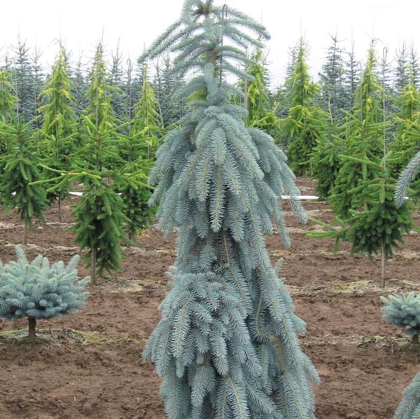 Slenderina® Weeping Blue Spruce