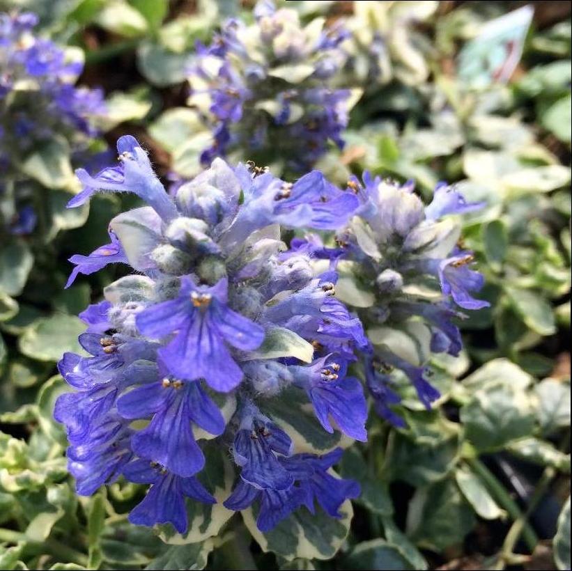Silver Queen Bugleweed