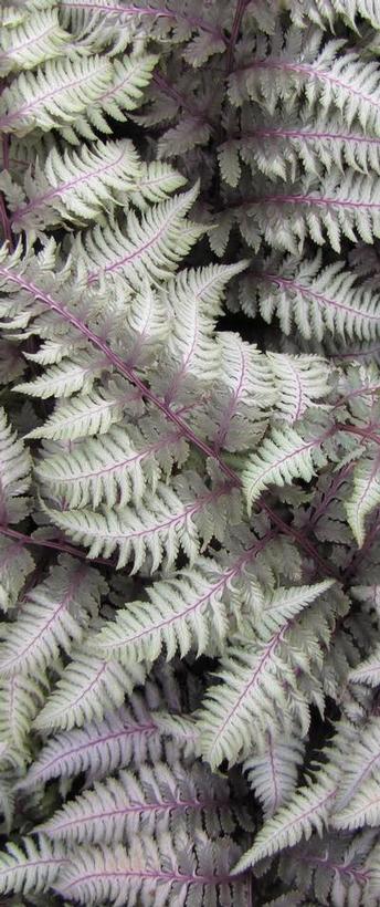 Regal Red Japanese Painted Fern