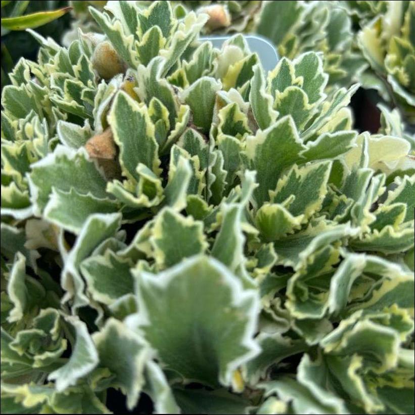 Variegata Wall Cress, Rock Cress