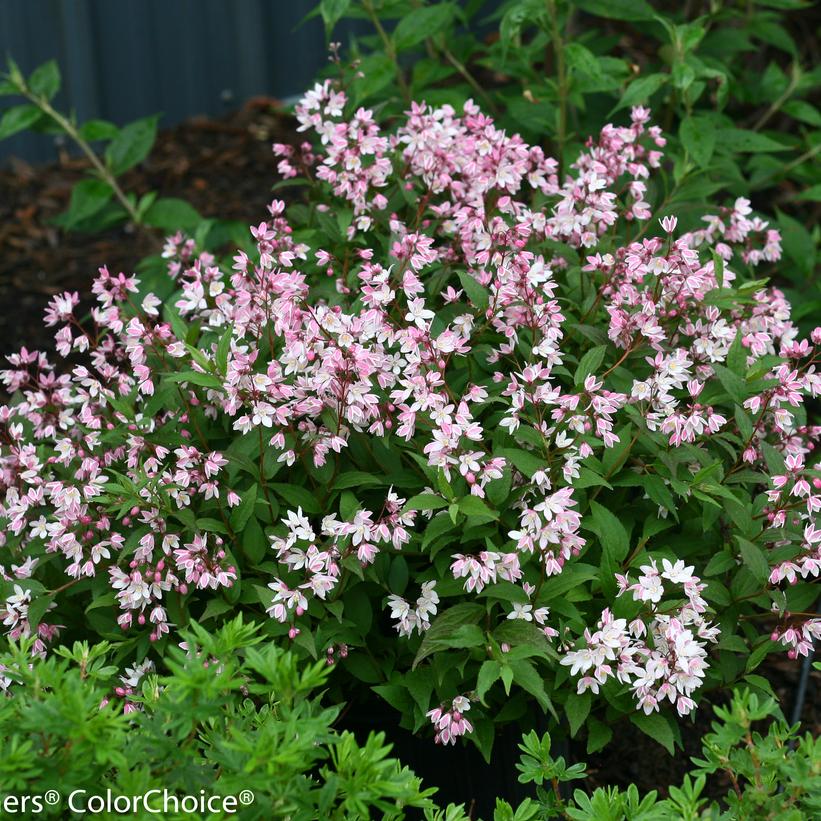 NCDX2 Yuki Cherry Blossom® Deutzia