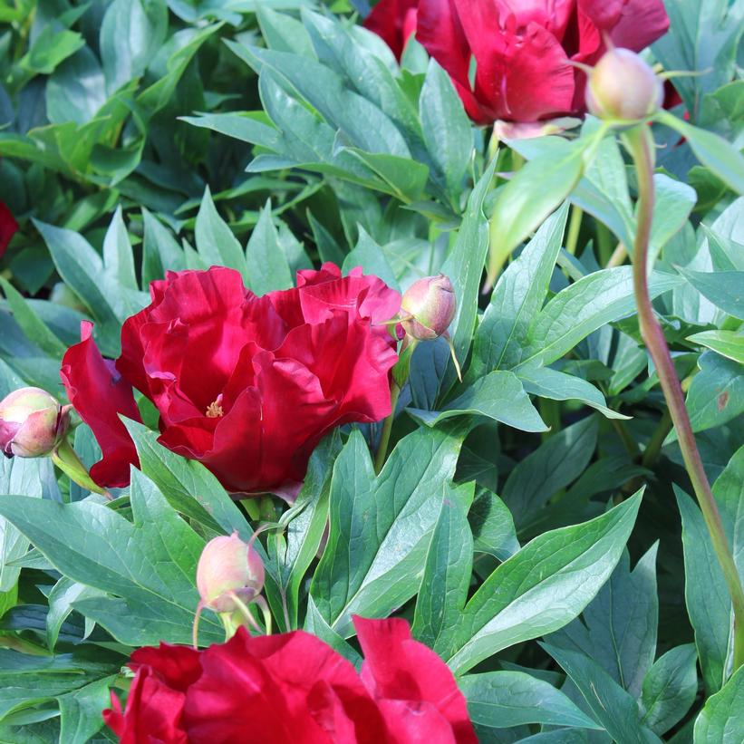Scarlet Heaven Intersectional Peony