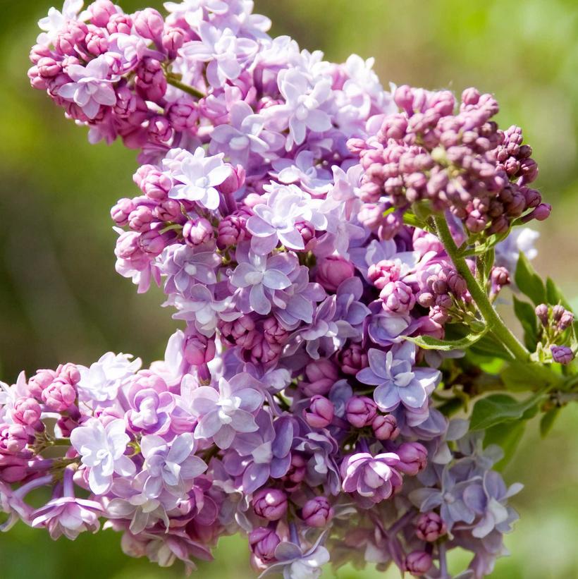 President Grevy French Hybrid Lilac