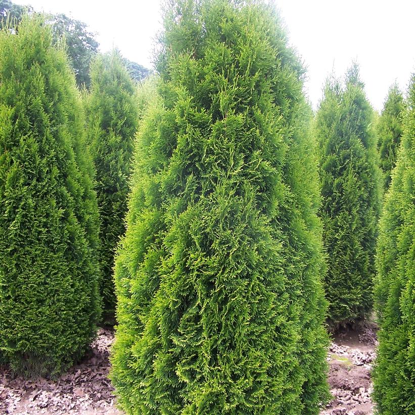 Brandon Pyramidal Cedar, Brandon Pyramidal Arborvitae