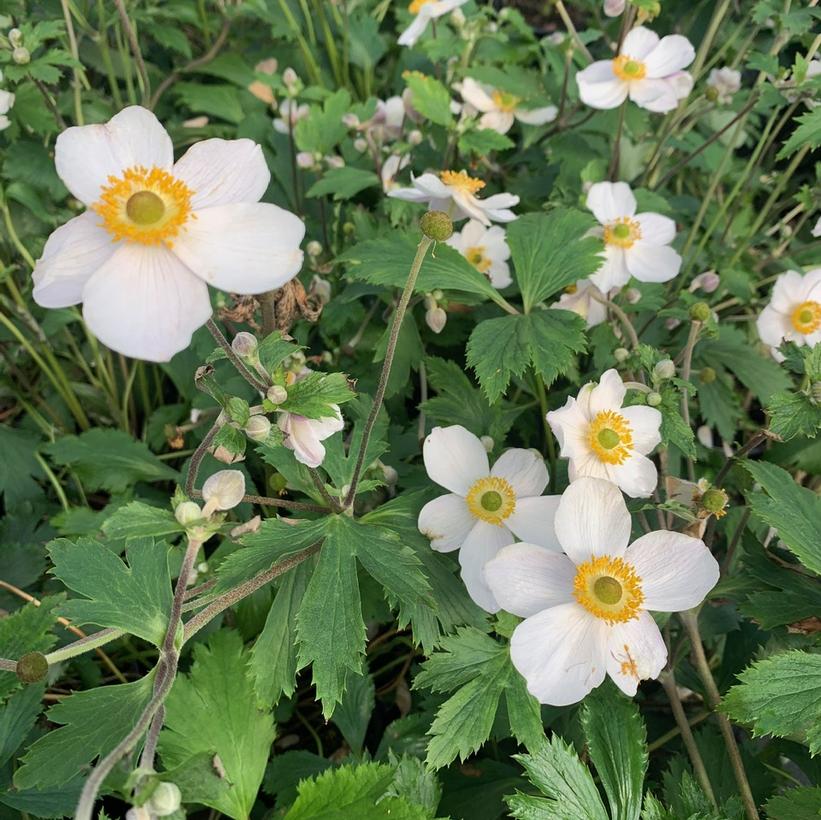 Elfin Swan Japanese Anemone, Windflower