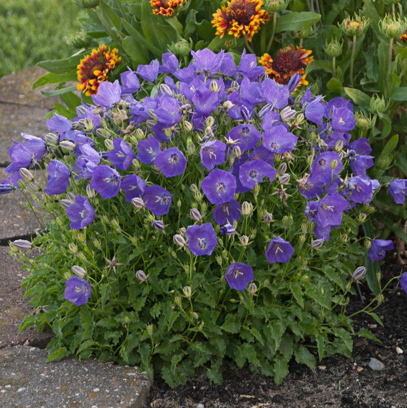 Pearl Deep Blue Carpathian Bellflower