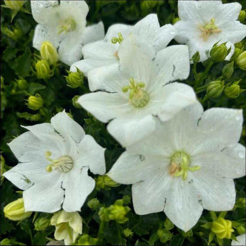 Pearl White Carpathian Bellflower