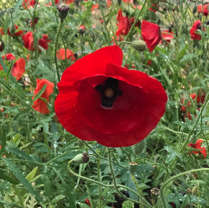 Flanders Field Poppy, Veteran Poppy