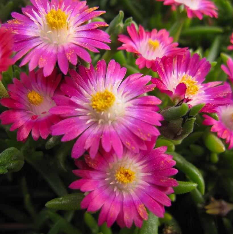 Jewel of the Desert Amethyst Ice Plant