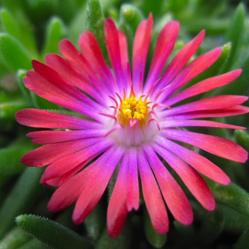 Jewel of the Desert Garnet Hardy Ice Plant
