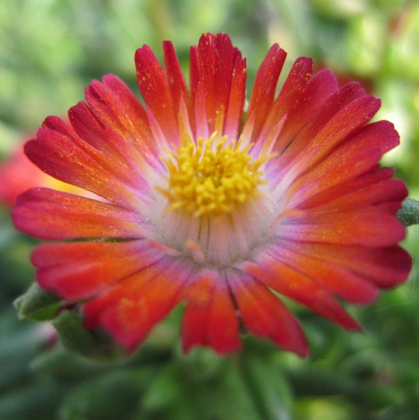 Jewel of the Desert Grenade Ice Plant