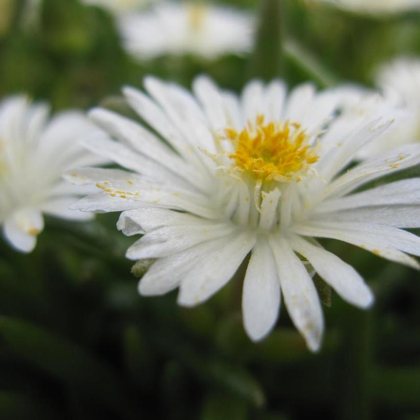 Jewel of the Desert Moon Stone Hardy Ice Plant