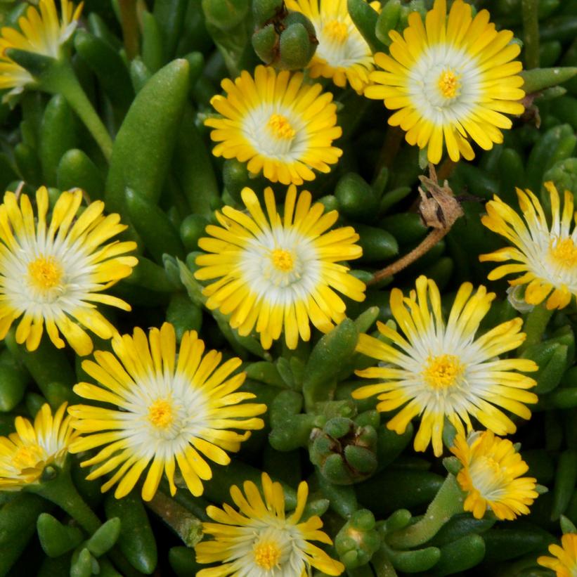 Jewel of the Desert Peridot Hardy Ice Plant