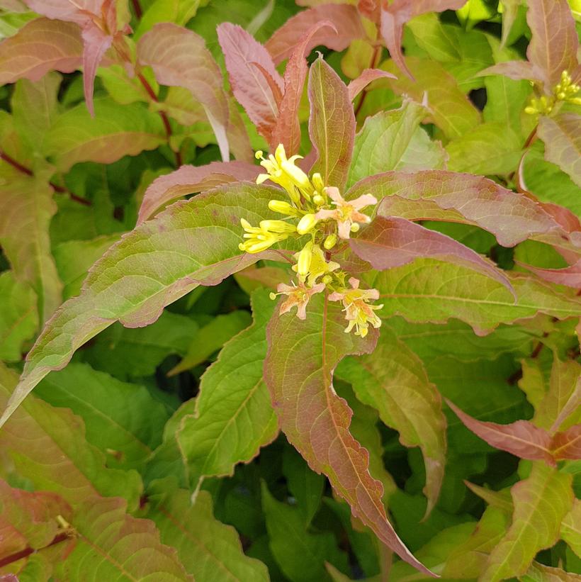 G2X88544 Kodiak® Orange Bush Honeysuckle