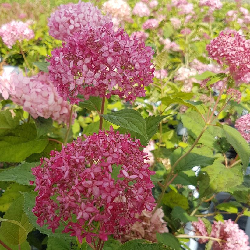 NCHA2 Invincibelle® Spirit II Hydrangea