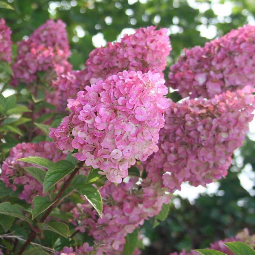 Strawberry Sundae® Hydrangea - Hydrangea paniculata Strawberry Sundae® (&
