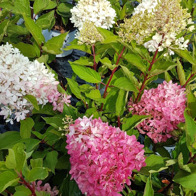 SMNHPRZEP Zinfin Doll® Hydrangea