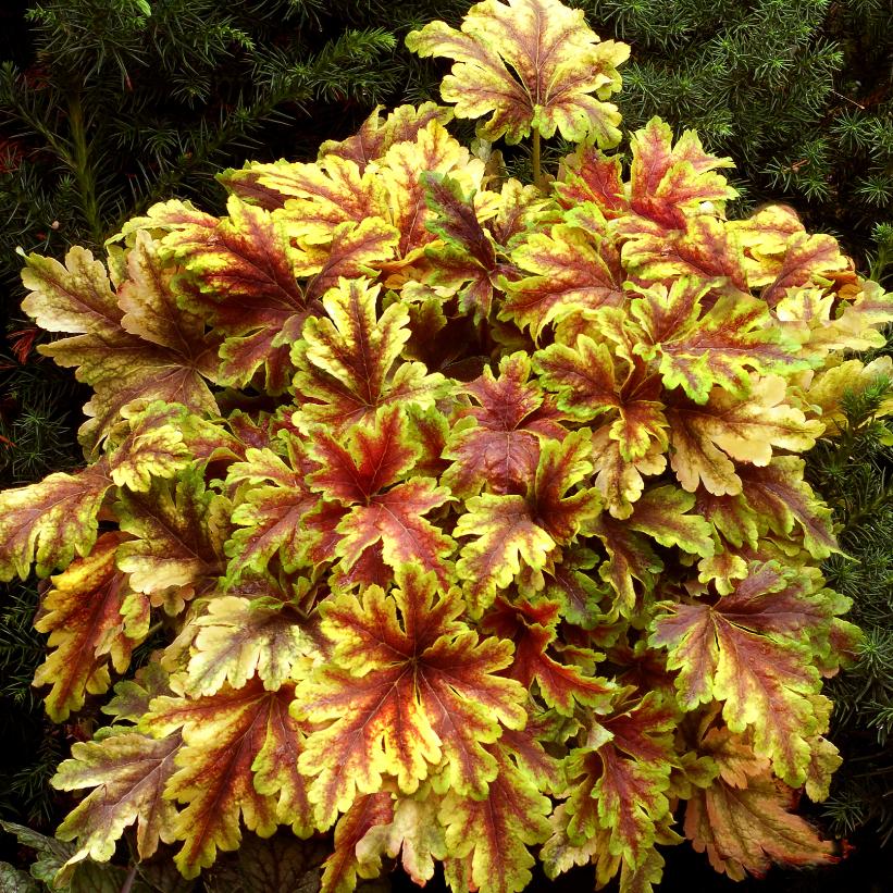Golden Zebra Foamy Bells