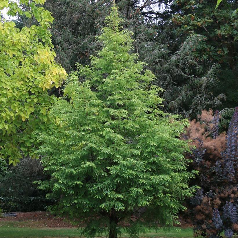 Jade Prince® Dawn Redwood