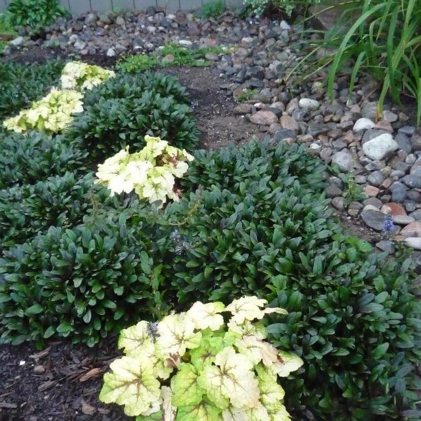 Chocolate Chip Bugleweed