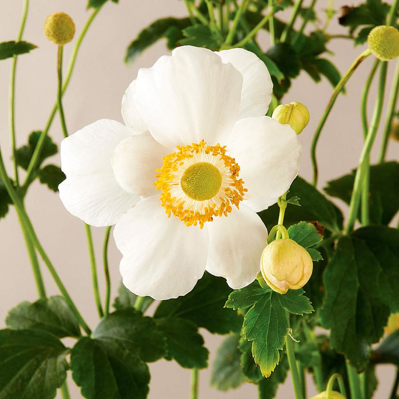 Pretty Lady Maria Japanese Anemone, Windflower
