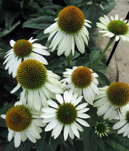 Blanco Coneflower, Coneflower