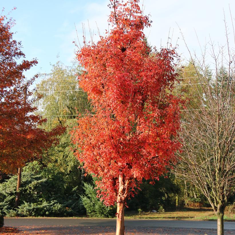 JFS KW8AGRI Fireburst™ Paperbark Maple