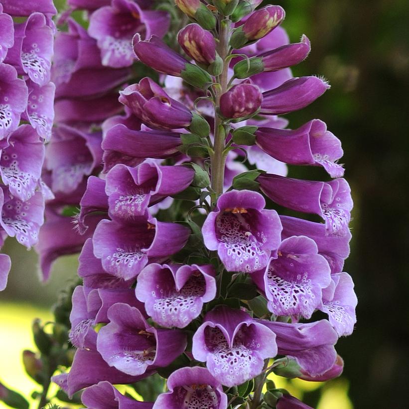 Dalmatian Purple Foxglove