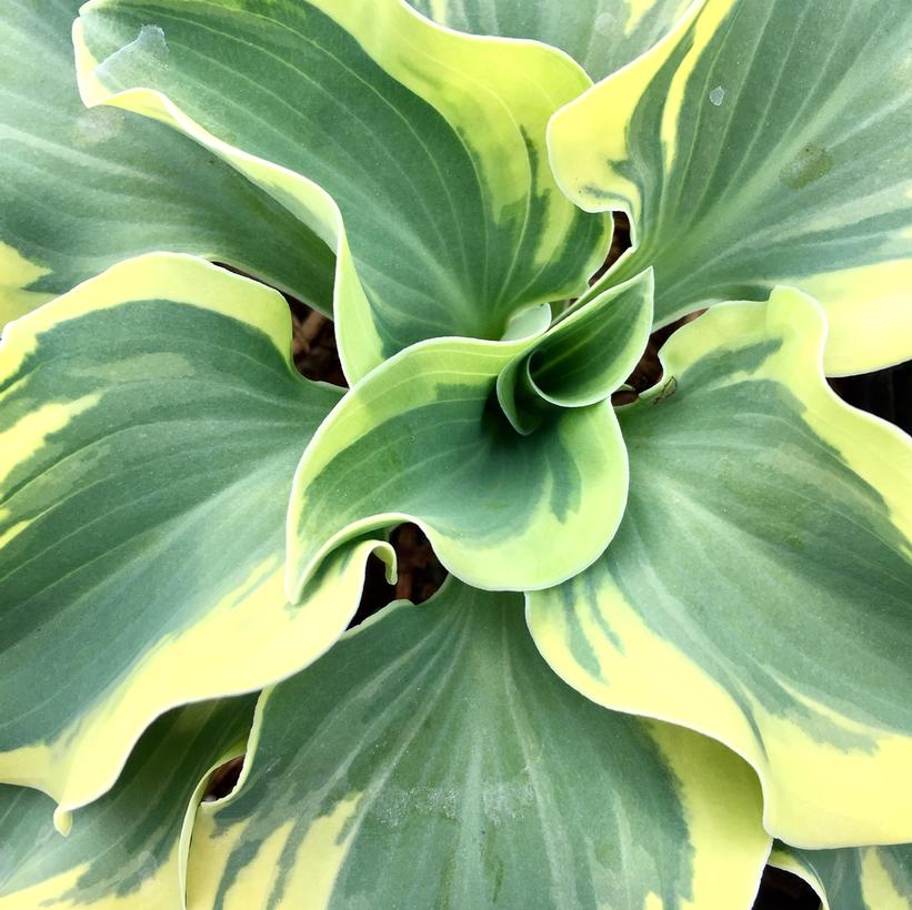 Mini Skirt Hosta